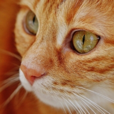 Gatos podem ajuizar uma ação?