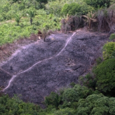TRF1: Princípio da insignificância não prevalece sempre em crime ambiental