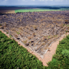 Direito ambiental 4.0: inteligência artificial e o poder de polícia ambiental