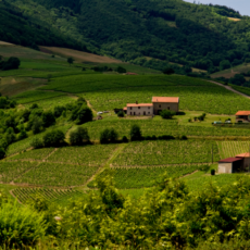 As pedras douradas do Beaujolais