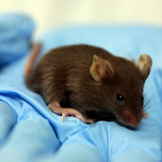 STF mantém lei do Amazonas que proibiu testes com animais pela indústria cosmética