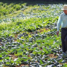 O fim dos benefícios fiscais aos agrotóxicos é estratégico para o futuro do país