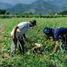 Agricultura familiar: estados editam medidas de apoio ao setor durante pandemia