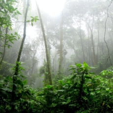STF promove audiência sobre Fundo Clima com Mourão, Alcolumbre, Maia e ambientalistas