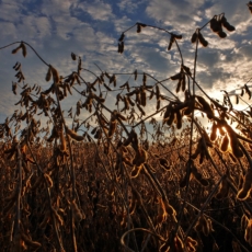 Lei do agro e a aquisição de propriedades rurais por estrangeiros