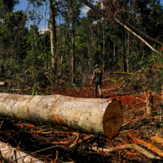Litigância climática no STF: as lições dos casos paradigmáticos internacionais