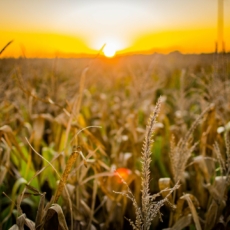 Filosofia política e tributação: o impacto da Reforma Tributária para o agronegócio
