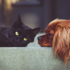 Animais têm direitos e podem demandá-los em juízo