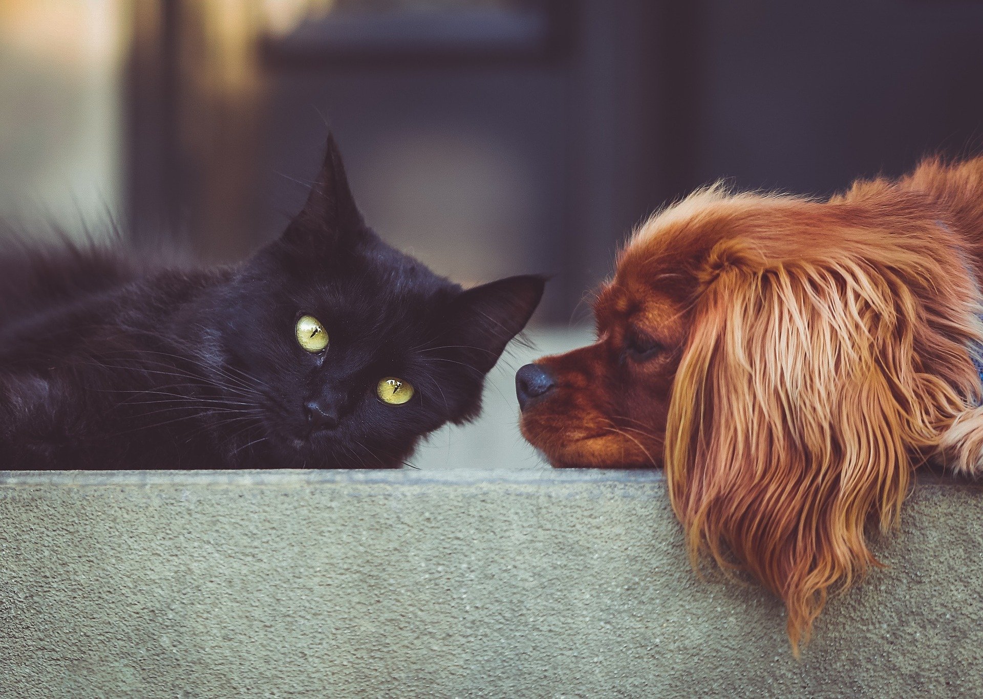 Animais têm direitos e podem demandá-los em juízo