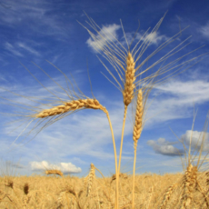 Recuperação judicial rural do agro: registro em junta comercial gera incertezas