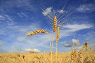 Recuperação judicial rural do agro: registro em junta comercial gera incertezas