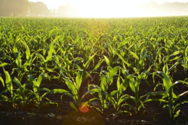 Nova lei de falências pode dificultar crédito agrícola, apontam especialistas
