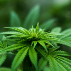 Cannabis é criticada por conservadores e progressistas