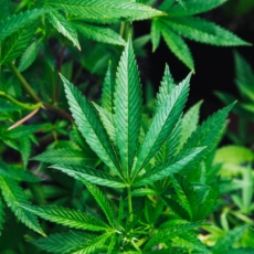 O PL 399/15 e o mercado legal da Cannabis no Brasil