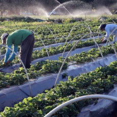 Fiagro: novo paradigma do investimento privado no agronegócio