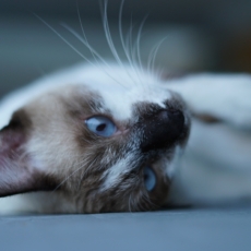 Tipo penal qualificado de maus tratos a cães e gatos