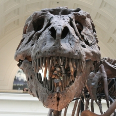 Do taxman ao T-Rex