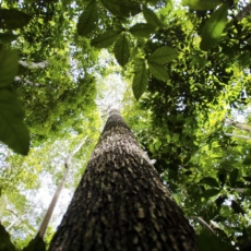 Em defesa do Conselho Nacional do Meio Ambiente