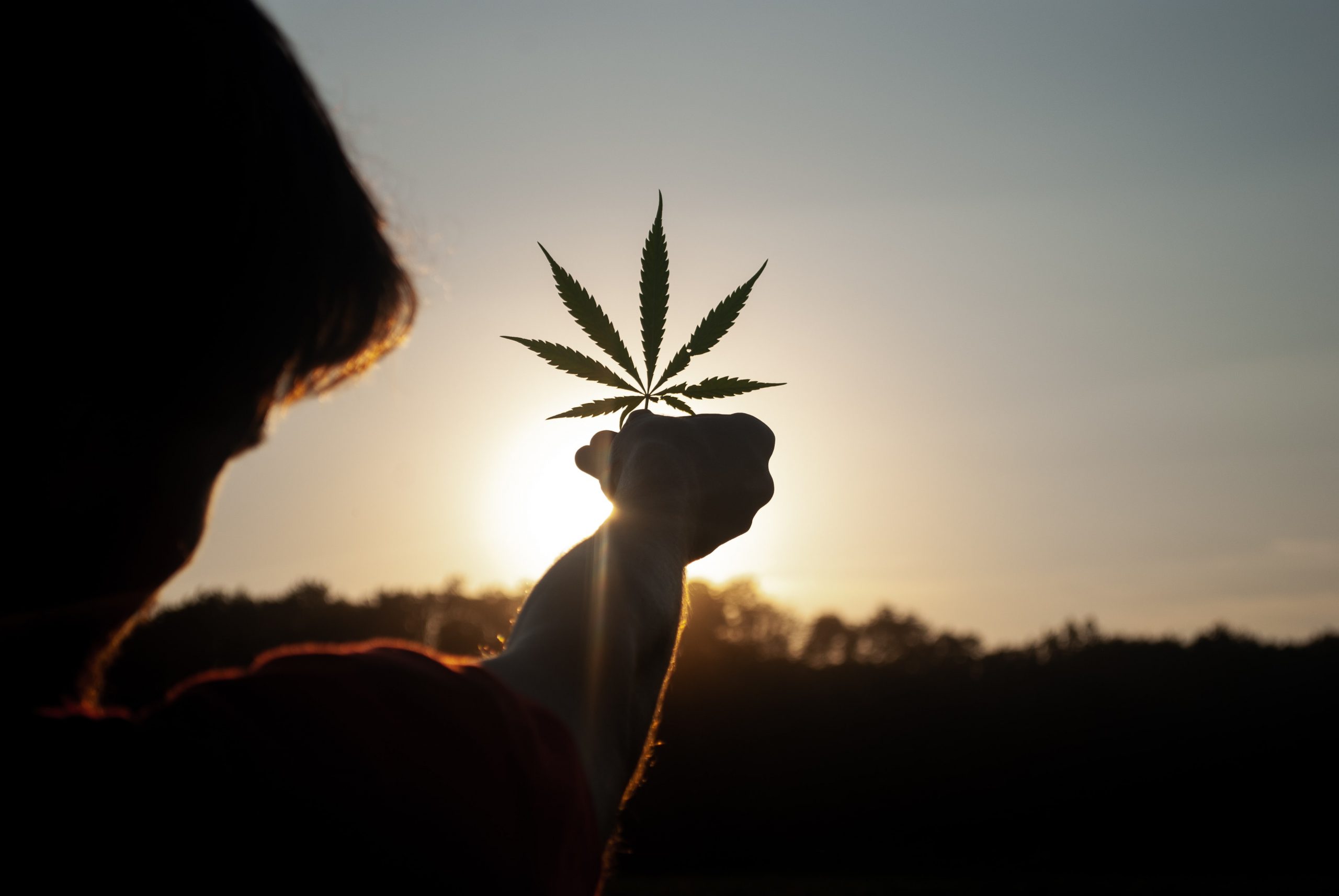 Cannabis e jogo: unidos pelos problemas de (des)articulação