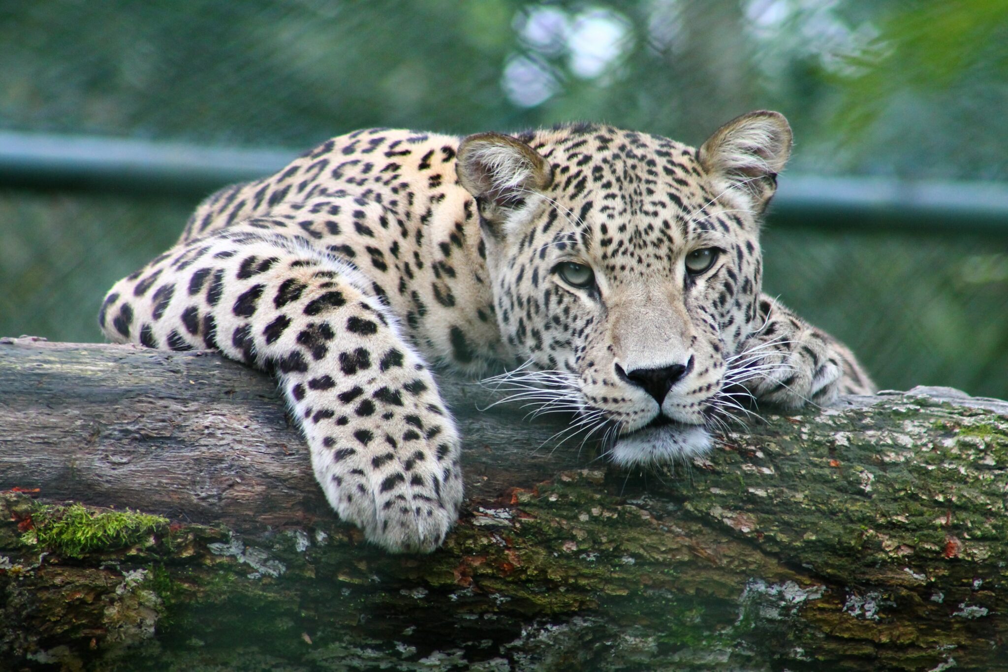O bem-estar animal e a senciência na evolução do Direito Ambiental brasileiro