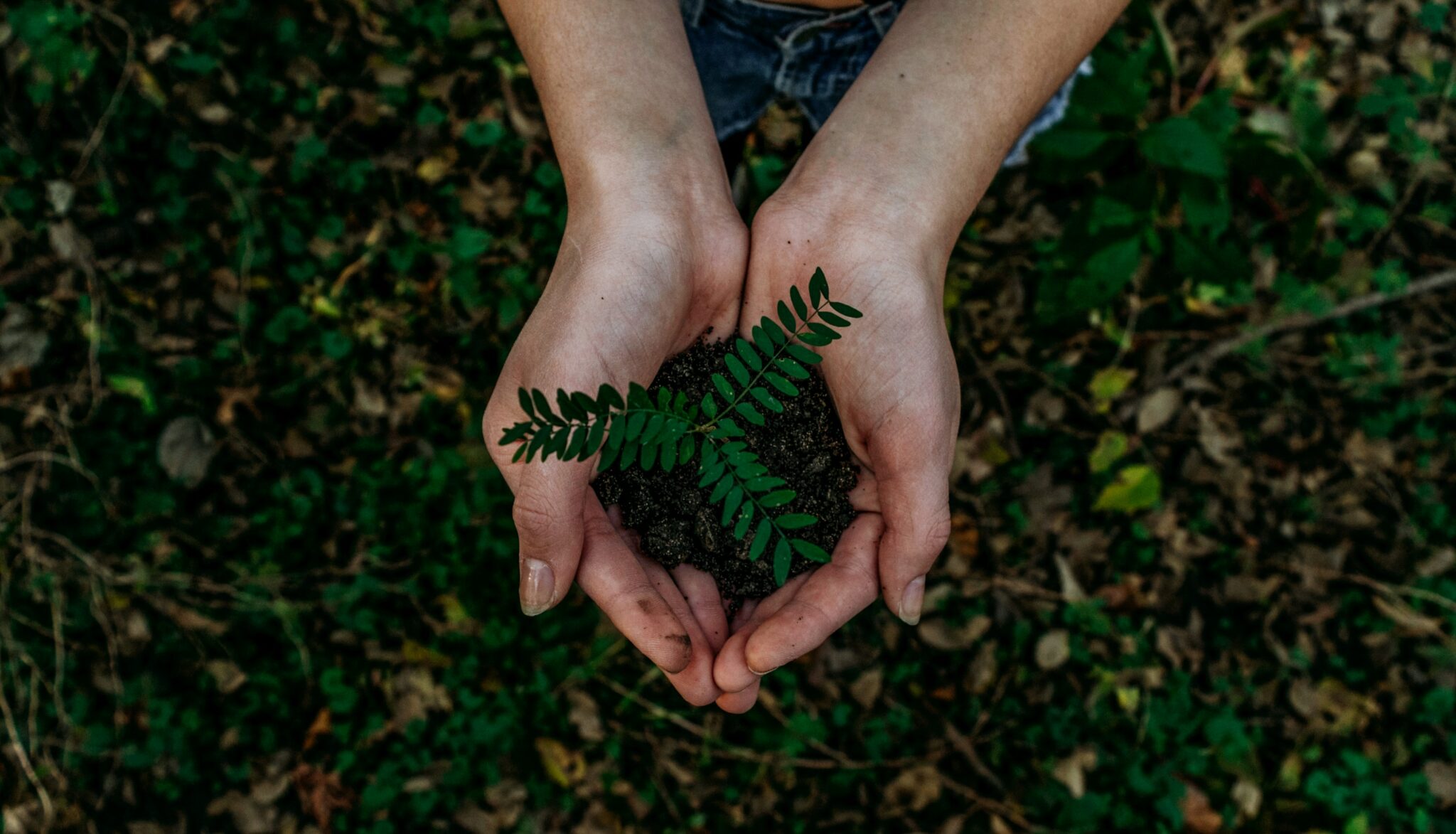 Finanças verdes: oportunidade perdida ou caminho para recuperar a economia?