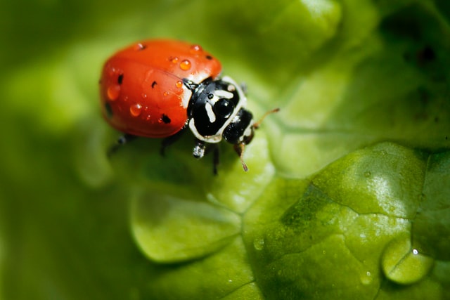 agroecologia e bioinsumos