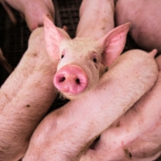 Xenotransplante: uma solução biotecnológica à vista