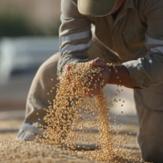 Produção de soja no Brasil deve aumentar 5% em 2022 e bater novo recorde