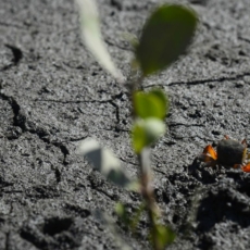 PL 191 e o enfraquecimento das instituições de proteção ambiental no Brasil