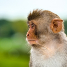 Varíola do macaco: Governo cria comissão para acompanhar casos