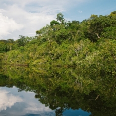 Regulação na Amazônia