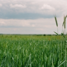 O que são green bonds? Uma análise de novos caminhos ao agro nacional