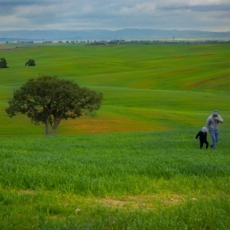 O planejamento patrimonial sucessório e o agronegócio
