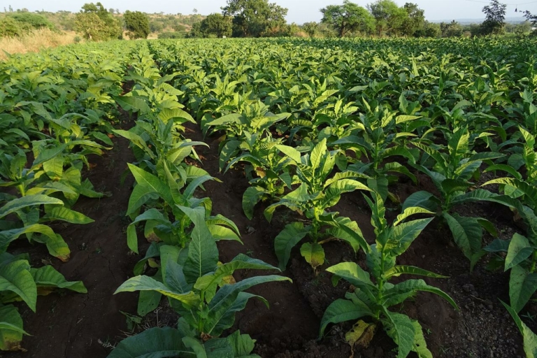 políticas públicas agronegócio