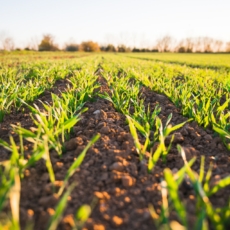 Como o mercado e o agronegócio podem colaborar ainda mais com o planeta