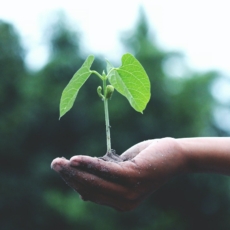 Transformação ecológica e mercado de carbono