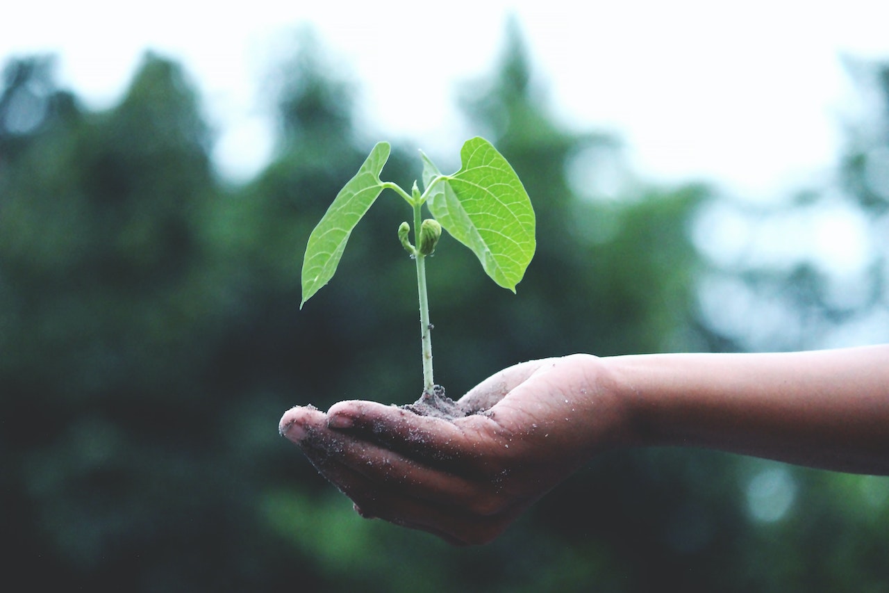 Transformação ecológica e mercado de carbono