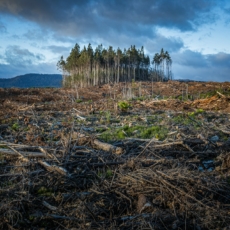 Corrupção e desmonte ambiental no Brasil