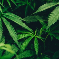 Breves considerações acerca da distinção entre cânhamo e cannabis