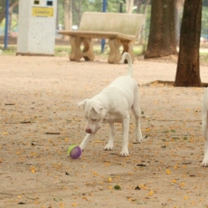 Projeto permite um dia de ausência do trabalho em caso de morte de animal de estimação