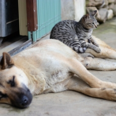 Espírito Santo lança programa de controle populacional de animais domésticos
