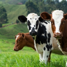 Saúde animal: oportunidades de mercado para o Brasil na Ásia