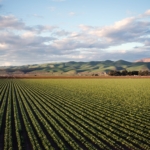 O Imposto Seletivo e o agro: a porta dos fundos da cumulatividade