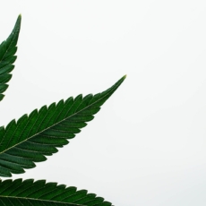 Justiça anula justa causa de funcionária que estava com maconha no trabalho