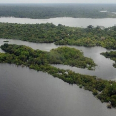Presidente da COP30 traz prioridades para preservação e restauração de florestas