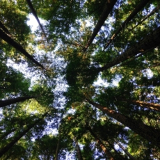 O imposto seletivo ambiental na reforma tributária: bis in idem?