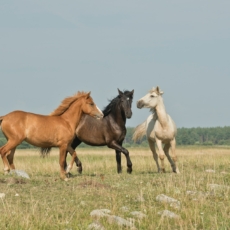 O Direito do cavalo e o Direito da infraestrutura