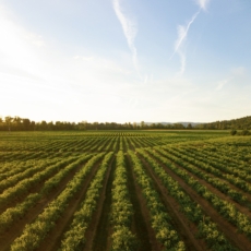 SP pode ter lei de estímulo à agricultura agroecológica