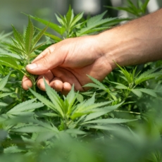 Governo pede mais tempo em plano para criar normas de plantio de cannabis