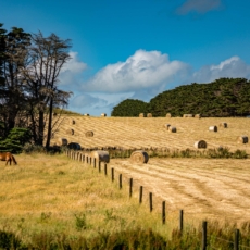 Lei que regulamentou desapropriação para reforma agrária é constitucional, decide STF